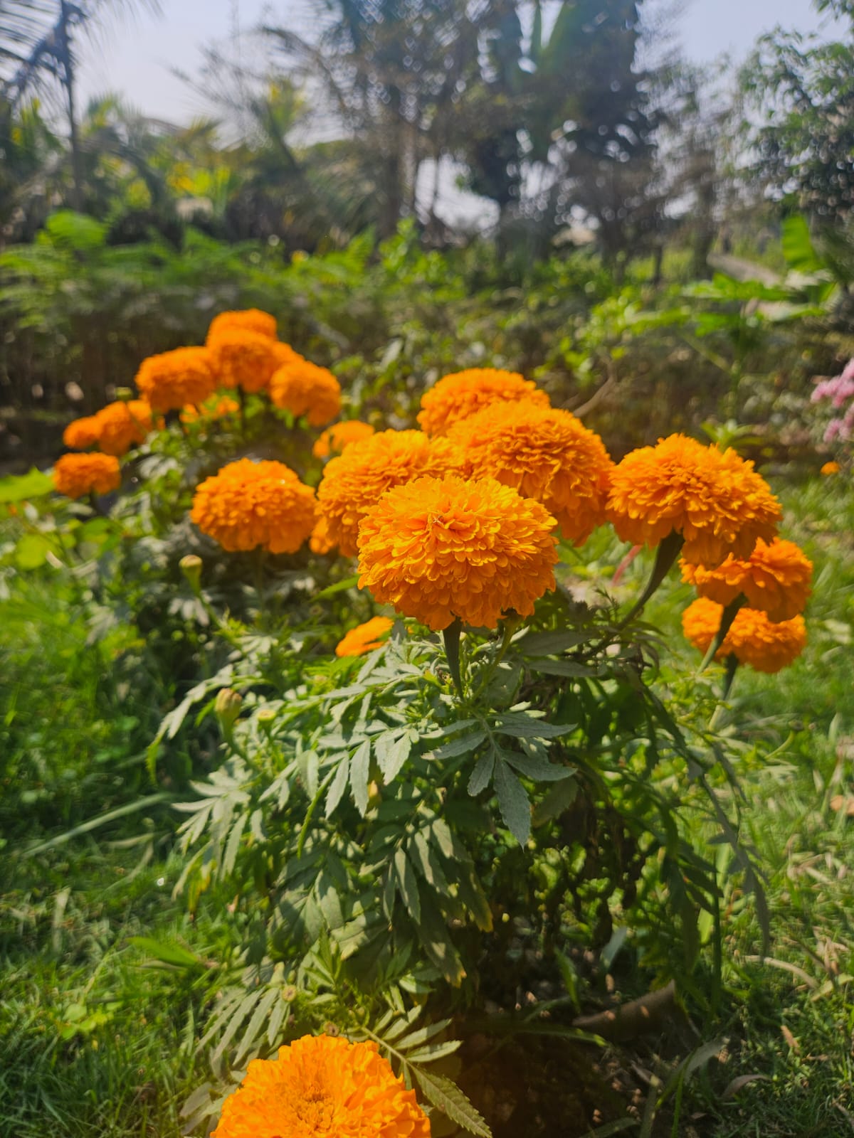 Orange marigolds in bloom